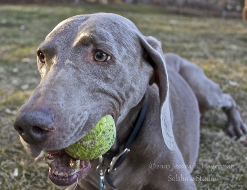 Ollie ball