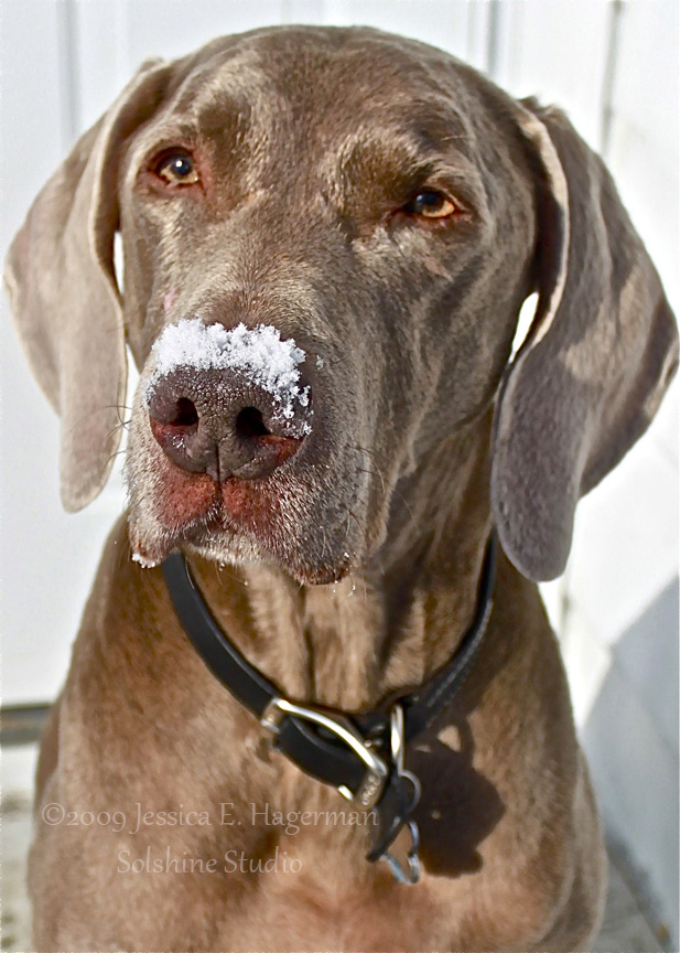 Ollie snow