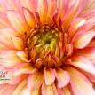Portia's pink dahlia