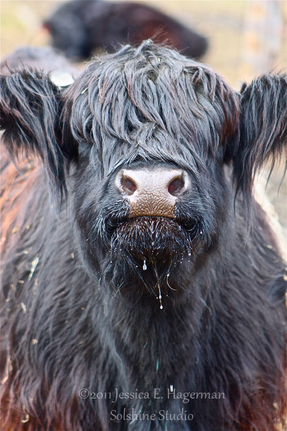 black cow